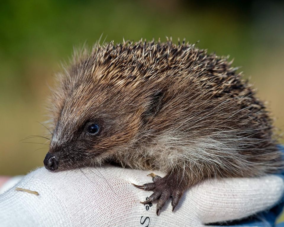 Hedgehog