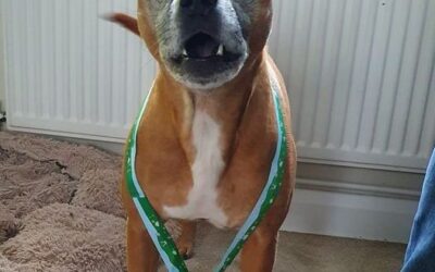 Easter virtuals raise £135 for animal charities
