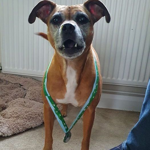 Easter virtuals raise £135 for animal charities